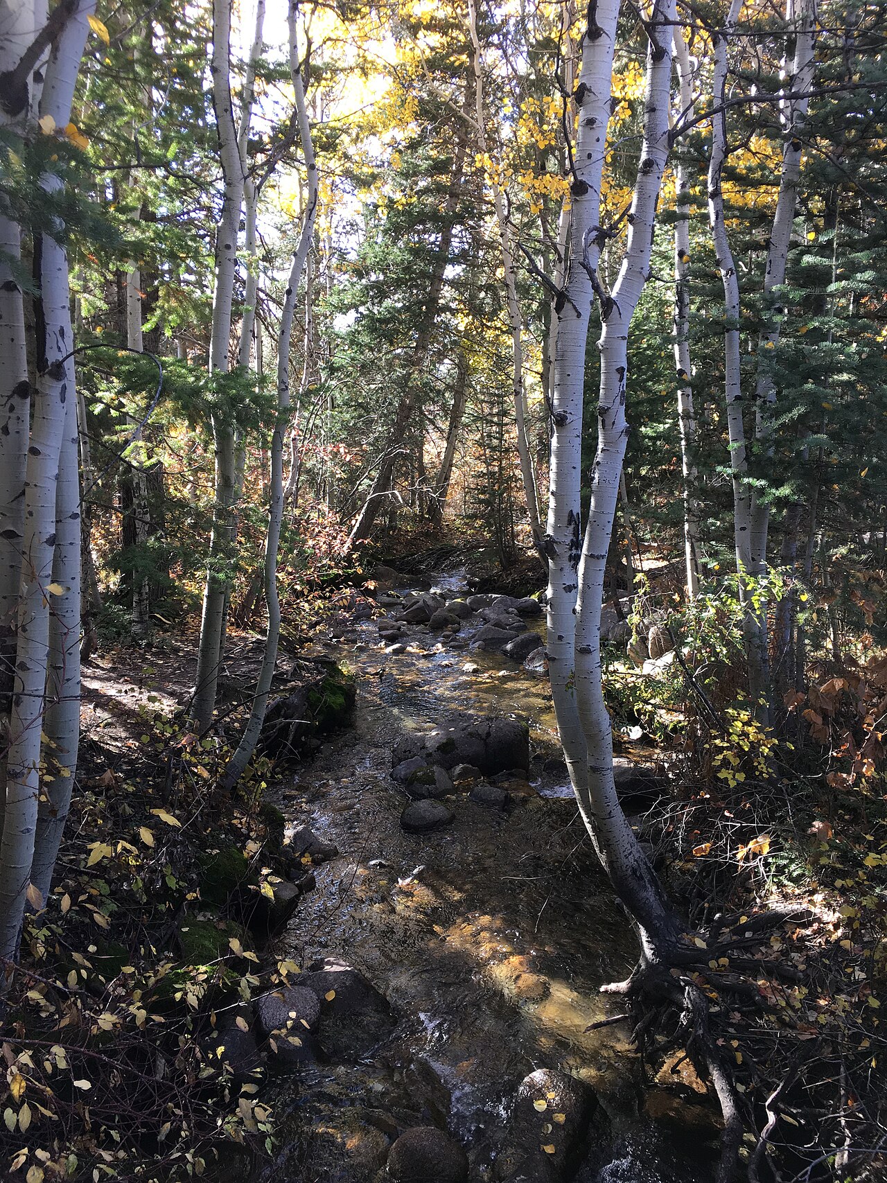 White aspen trunks beside the creek in Bells Canyon