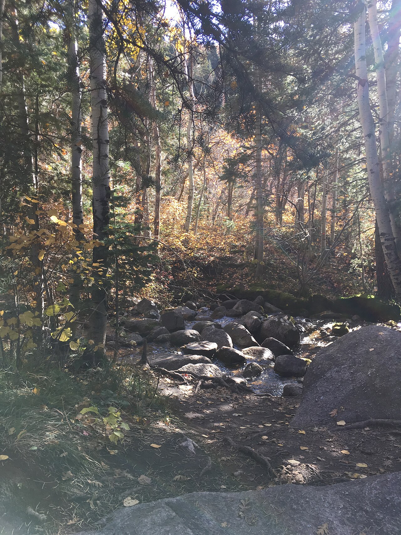 Bells Canyon Creek flowing over boulders through shaded forest